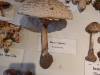 IMG20251017101216-Copy