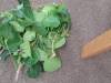 IMG-20260604-WA0001-Copy