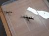 IMG-20260604-WA0003-Copy