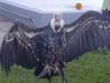 IMG_20261006_100204-Copy