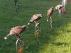 IMG_20261006_100214-Copy