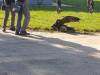 IMG_20261006_103246-Copy