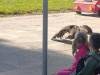 IMG_20261006_103315-Copy