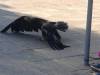 IMG_20261006_103318-Copy
