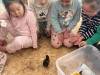IMG_3223-Copy