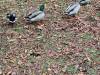 IMG_20231101_103807