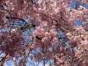 IMG_3874-Copy