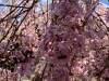 IMG_3878-Copy