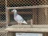 IMG_6183-Copy