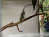 IMG_6193-Copy