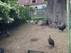 IMG_4717-Copy