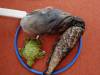 IMG20250602095203-Copy