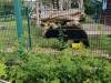 IMG-20260609-WA0039-Copy