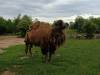 IMG-20260609-WA0043-Copy