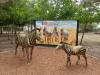 IMG-20260609-WA0044-Copy