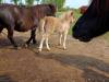 IMG20250603095212-Copy