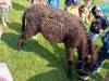 IMG20250603100202-Copy
