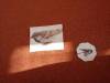IMG-20250207-WA0013-Copy
