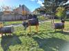IMG-20231111-WA0035