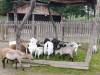 IMG_20260610_091025-Copy
