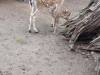 IMG_20260610_095007-Copy
