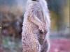 IMG_20260610_095326-Copy