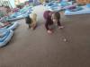 IMG_20260603_112229-Copy