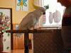IMG20250609101411-Copy
