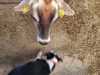 IMG-20250617-WA0031