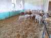 IMG-20250617-WA0041