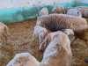 IMG-20250617-WA0042