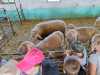 IMG-20250617-WA0045