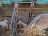 IMG-20250617-WA0047
