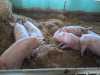 IMG-20250617-WA0048