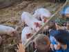 IMG-20250617-WA0051