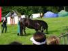 DSC09783-Copy