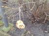 IMG-20240225-WA0011